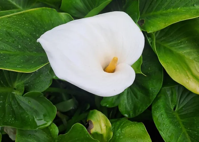 Casas De Bouro 2 Casa Dos Jarros * Terras de Bouro