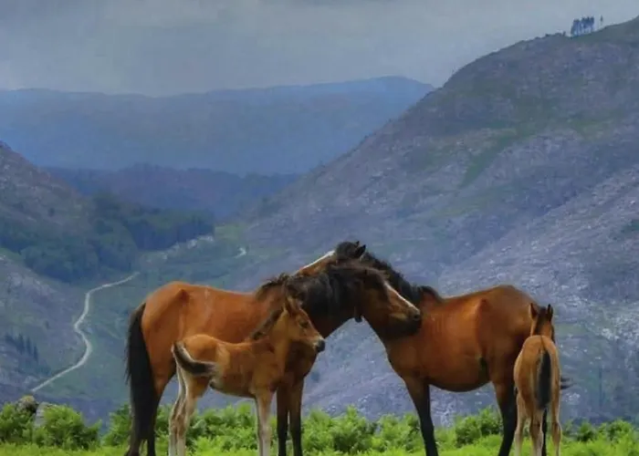 木屋 Casas De Bouro 2 Casa Dos Jarros